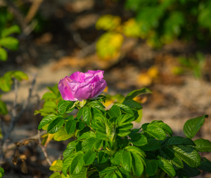 Hammonasset Wild Rose - Photo by Marylou Lavoie