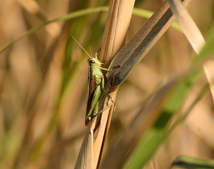 Hanging Among the Reeds - Photo by Benjamin Mcneill
