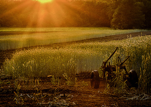 Harvest Sunset - Photo by Frank Zaremba, MNEC