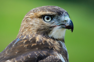 Hawk Eye - Photo by Bill Payne