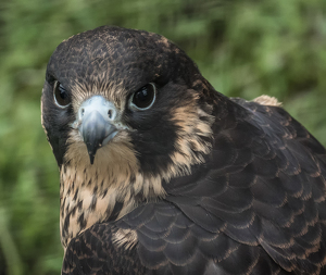 Hawk - Photo by Bruce Metzger