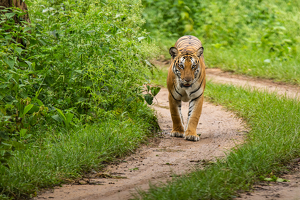 Class A HM: Head on with a Tiger , Kabini Forest, India by Aadarsh Gopalakrishna