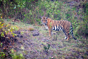 Hello Kitty !!! Adolescent Tiger - Kabini Forest, India - Photo by Aadarsh Gopalakrishna