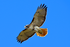 Class B HM: Hello Mr . Red-tailed Hawk by John Clancy