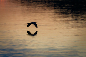 Heron in gradient light - Photo by Jeff Levesque