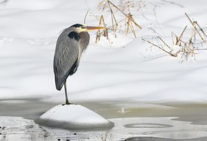 Heron in the Snow - Photo by Libby Lord