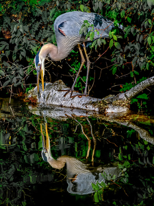 Heron Reflection - Photo by Frank Zaremba, MNEC