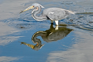 Heron snacking on a small fish - Photo by Wendy Rosenberg