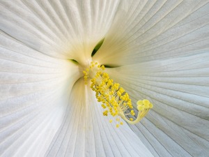 Hibiscus--Up Close and Personal - Photo by Mark Tegtmeier