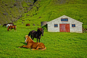 Hillside Horse Pasture - Photo by John McGarry