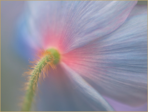 Himalyan Blue Poppy - Photo by Danielle D'Ermo