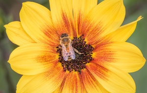 Honey bee heaven - Photo by Merle Yoder