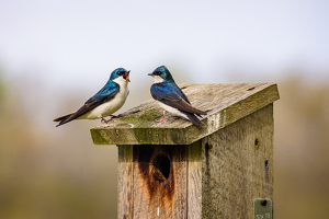 "Honey, I will listen to you from now" - Tree Swallows - Photo by Aadarsh Gopalakrishna