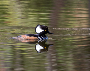 Hooded Merganser - Photo by Marylou Lavoie
