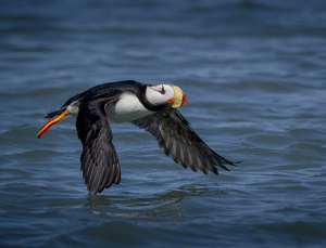 Horned Puffin In Flight by Danielle D'Ermo