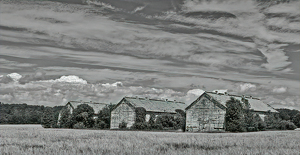Hoskins Barns - Photo by Bruce Metzger