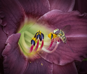 Hoverfly at the Lily Diner by Bob Ferrante