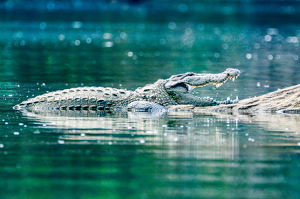 Class B HM: How am I flossing ? Crocodile on a river bank -Ranganathittu- India by Aadarsh Gopalakrishna