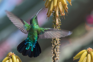 Hummingbird in a Caribbean Garden - Photo by Libby Lord