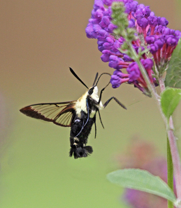 Hummingbird Moth - Photo by Ron Thomas