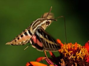 Hummingbird Moth - Photo by Bill Latournes