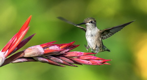 Hummingbird on a Canna Lily - Photo by Libby Lord
