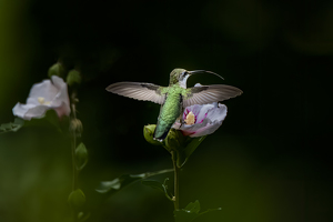 Salon 2nd: Hummingbird on Hibiscus by Danielle D'Ermo