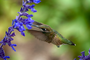 Hummingbird on Lavender - Photo by Linda Fickinger