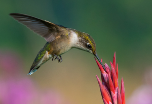 Hummingbird Sipping - Photo by Libby Lord