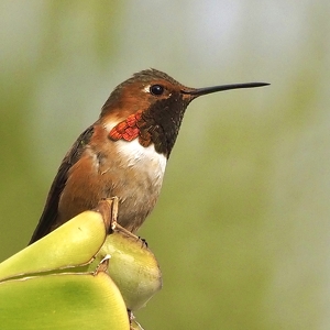 Hummingbird - Photo by Quyen Phan