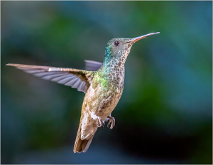 Hummingbird - Photo by Susan Case