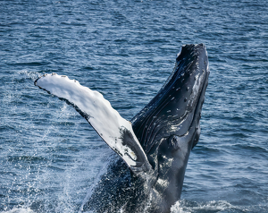Humpback Whale Breaching - Photo by Lorraine Cosgrove