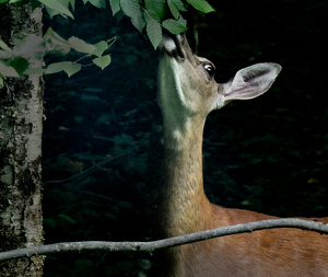 Hungry Deer - Photo by Linda Miller-Gargano