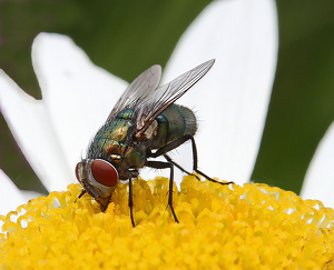 Hungry fly - Photo by Ron Thomas