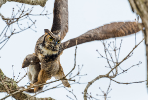 Hunter in motion. An owl & a squirrel. - Photo by Libby Lord
