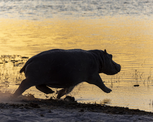 Hurried Hippo - Photo by Nancy Schumann