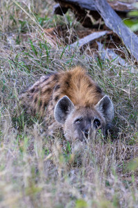 Hyena Waiting for Scraps - Photo by Nancy Schumann