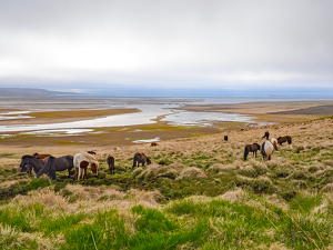 Icelandic Horses by the Arctic Ocean - Photo by Louis Arthur Norton