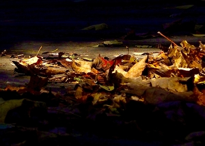 Illuminated Leaves - Photo by Quyen Phan