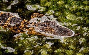 Immature Alligator - Photo by John McGarry