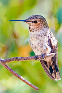 In can stay still too - Hummingbird, San Jose, CA - Photo by Aadarsh Gopalakrishna