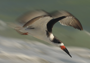 Class A 1st: Incoming -- Black Skimmer by Eric Wolfe