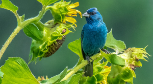 Indigo Bunting in the Sunflowers - Photo by Libby Lord