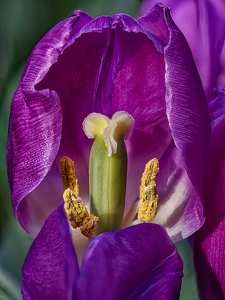 Inside the Tulip - Photo by Frank Zaremba, MNEC
