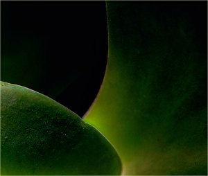 Jade - Photo by Alene Galin