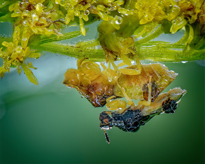 Jagged Ambush Bugs Mating - Photo by John McGarry