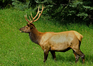 Japer Elk - Photo by John Clancy