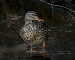 Jemima Puddle Duck - Photo by Elaine Ingraham