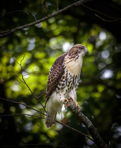 Juvenile Red Tail Hawk - Photo by David McCary