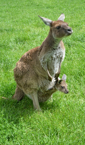 Kangaroo and Her Joey - Photo by Louis Arthur Norton